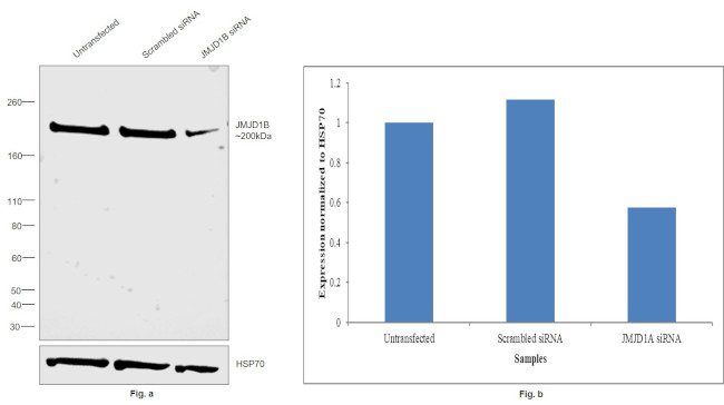 JMJD1B Antibody