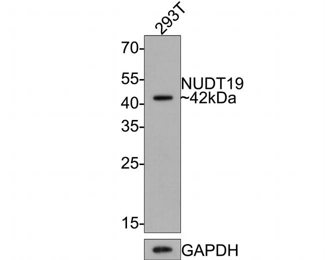 NUDT19 Antibody in Western Blot (WB)