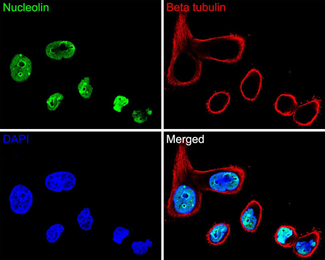 Nucleolin Antibody in Immunocytochemistry (ICC/IF)