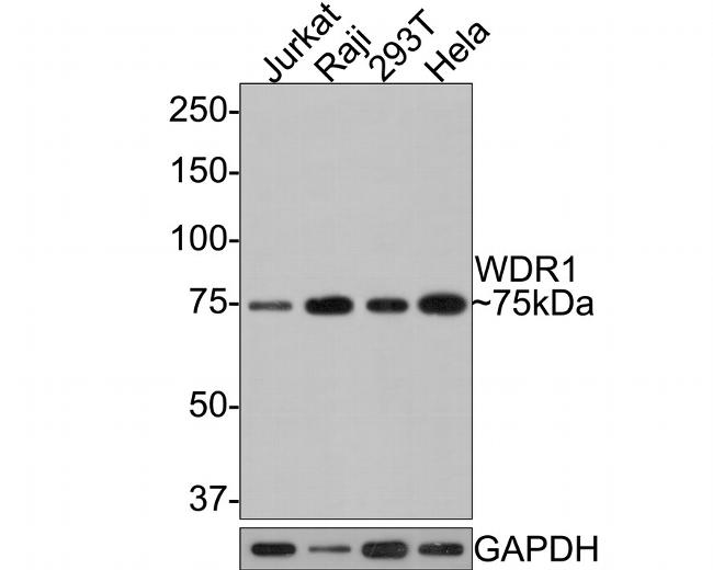 WDR1 Antibody in Western Blot (WB)