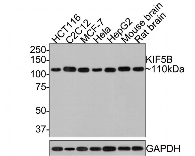 Kinesin 5B Antibody in Western Blot (WB)