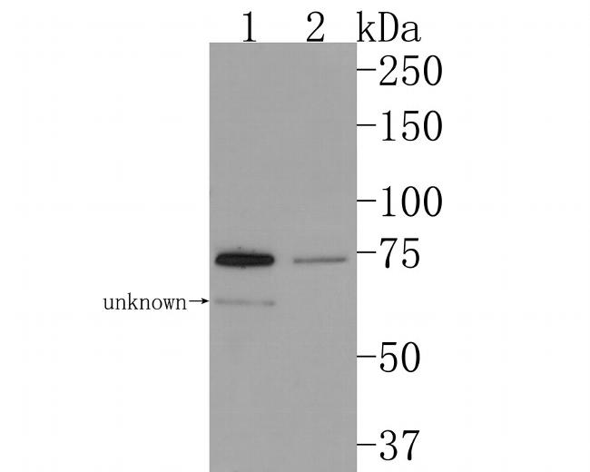 TRIP10 Antibody in Western Blot (WB)