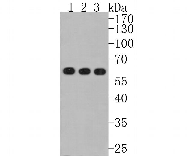USP39 Antibody in Western Blot (WB)