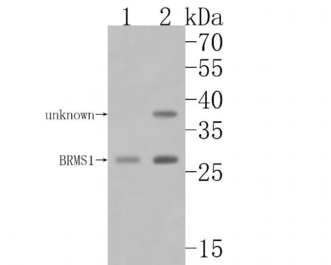 BRMS1 Antibody in Western Blot (WB)