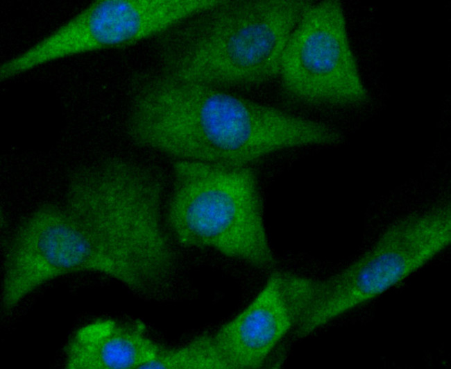 IL-6 Antibody in Immunocytochemistry (ICC/IF)