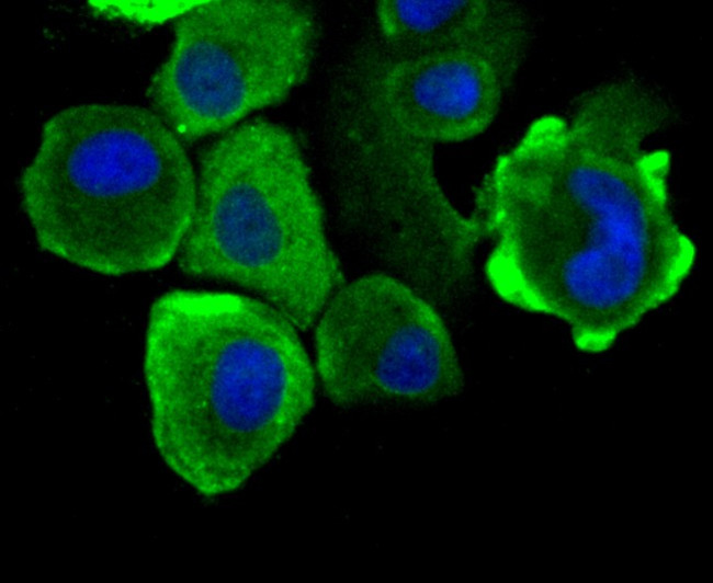 HSPA9 Antibody in Immunocytochemistry (ICC/IF)