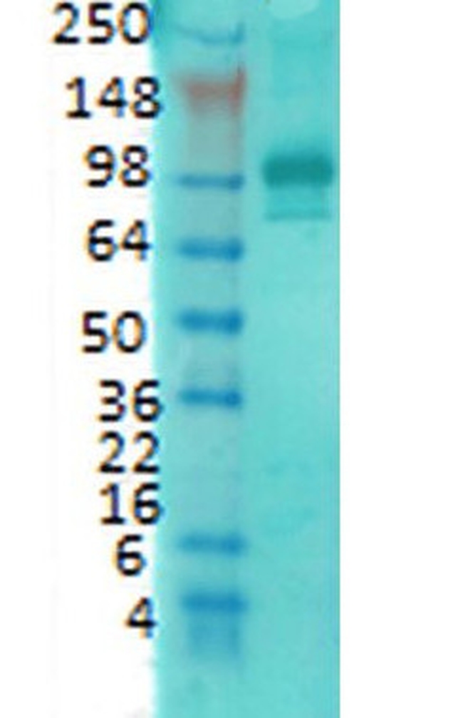 PSD-95 Antibody in Western Blot (WB)