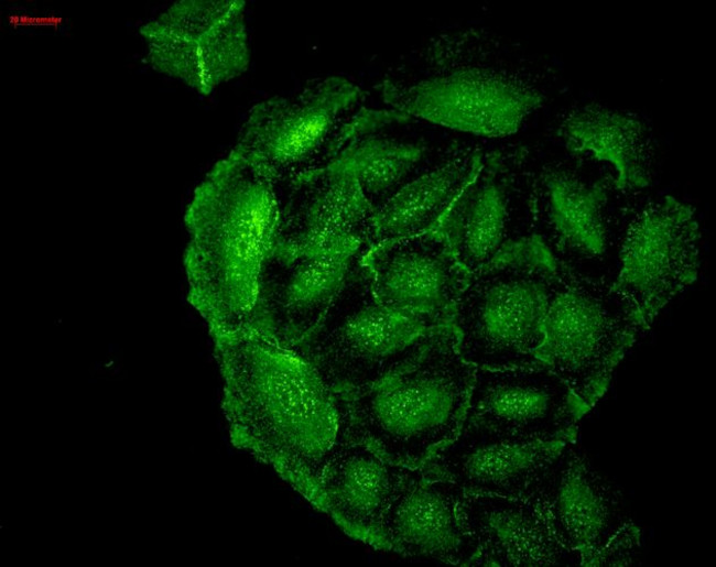 HO-1 Antibody in Immunocytochemistry (ICC/IF)