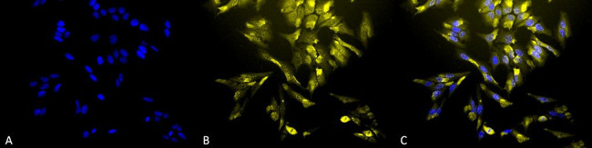 HO-1 Antibody in Immunocytochemistry (ICC/IF)