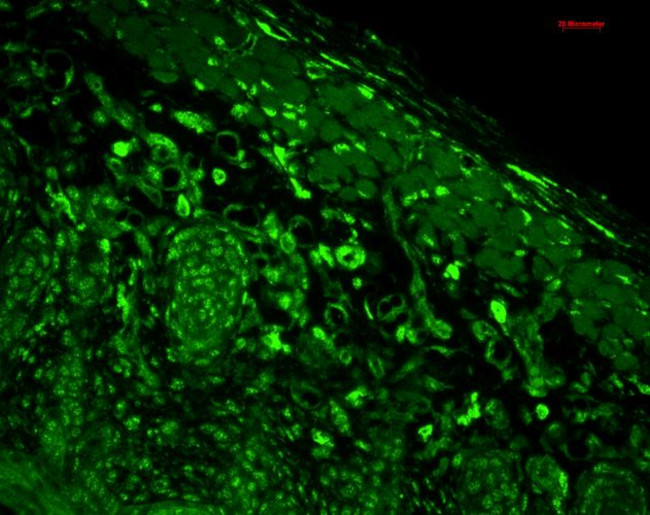 HO-1 Antibody in Immunohistochemistry (Paraffin) (IHC (P))