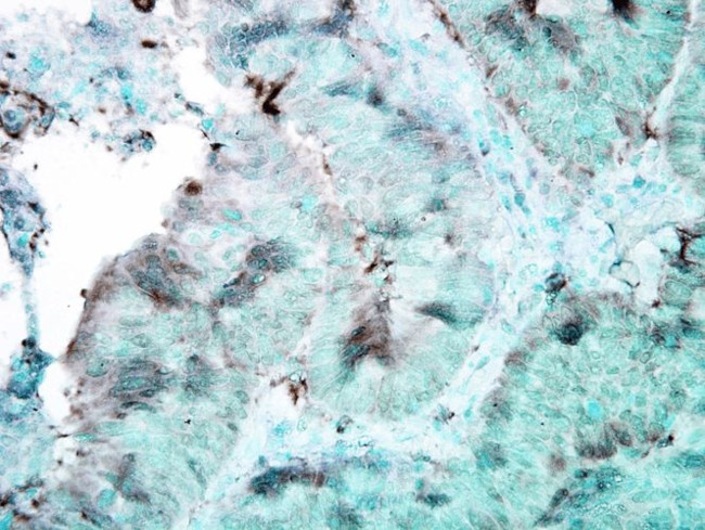 HSP90 Antibody in Immunohistochemistry (PFA fixed) (IHC (PFA))