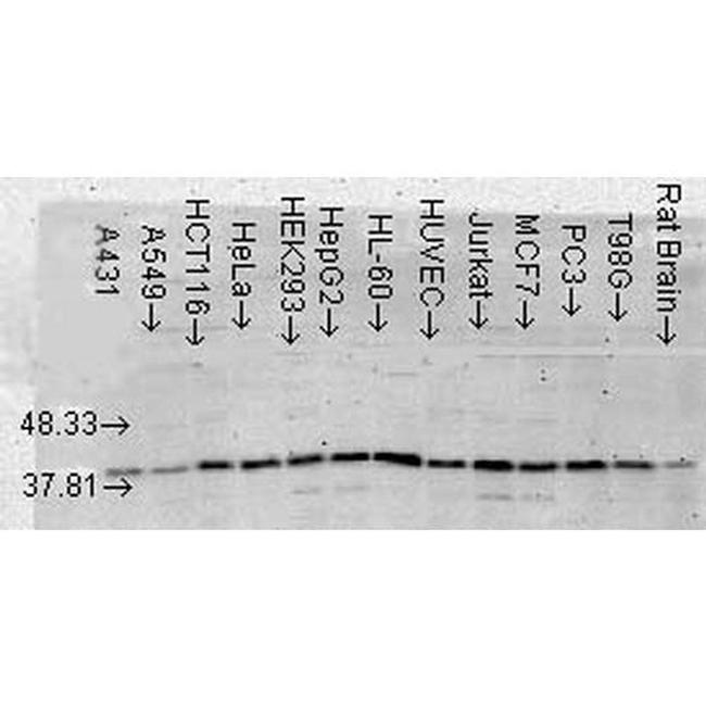 p38 MAPK alpha Antibody in Western Blot (WB)