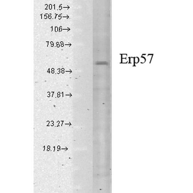 ERp57 Antibody in Western Blot (WB)