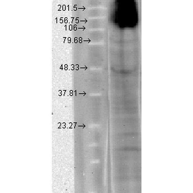 HCN4 Antibody in Western Blot (WB)