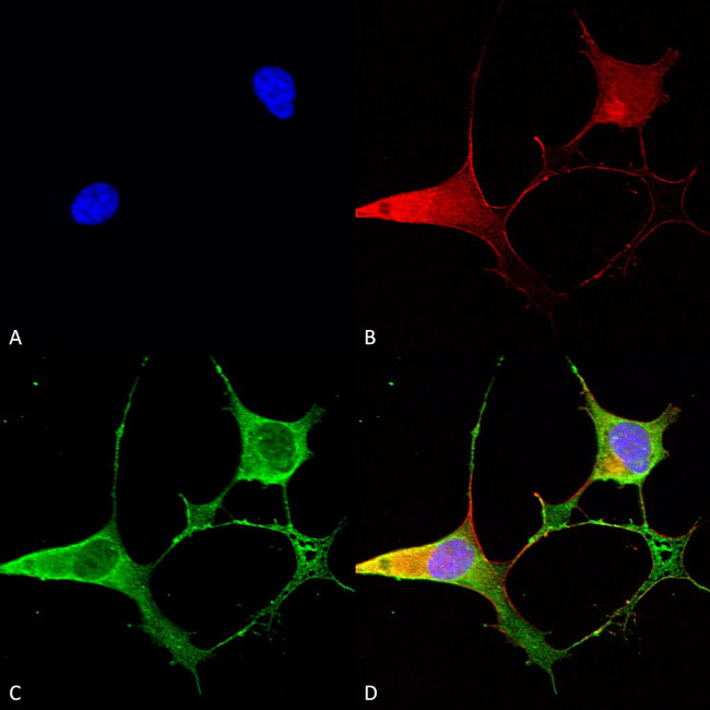 Ankyrin B Monoclonal Antibody (S105-13), PerCP (MA5-45528)