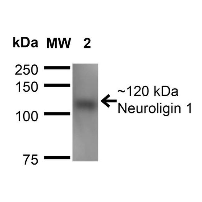 Neuroligin 1 Antibody in Western Blot (WB)