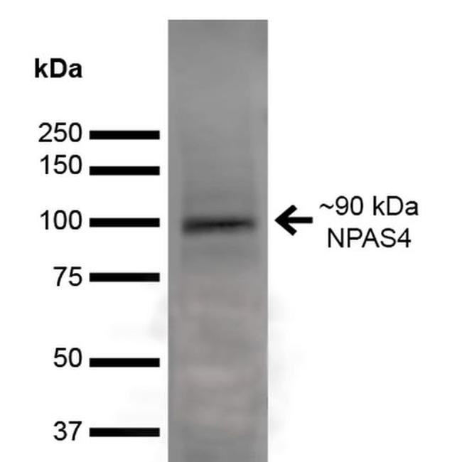 NPAS4 Antibody in Western Blot (WB)