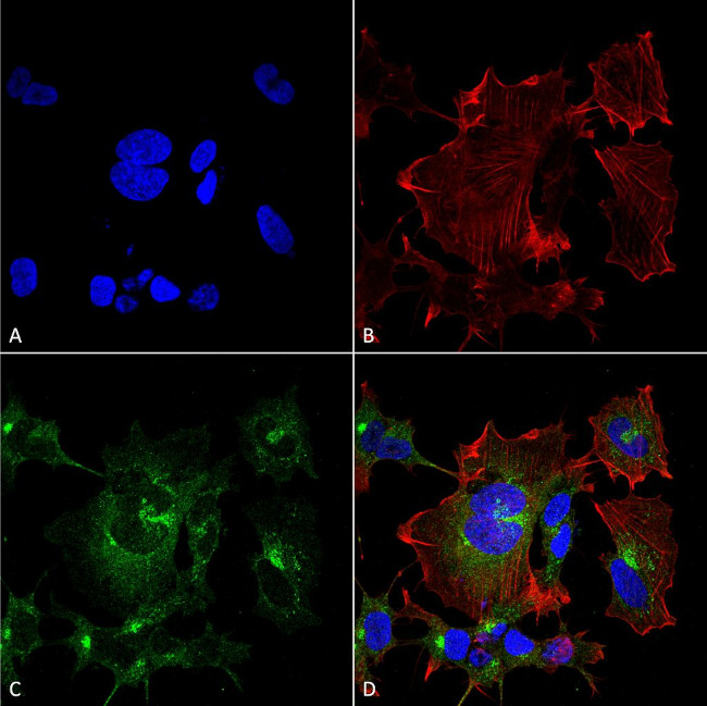 NPAS4 Antibody in Immunocytochemistry (ICC/IF)