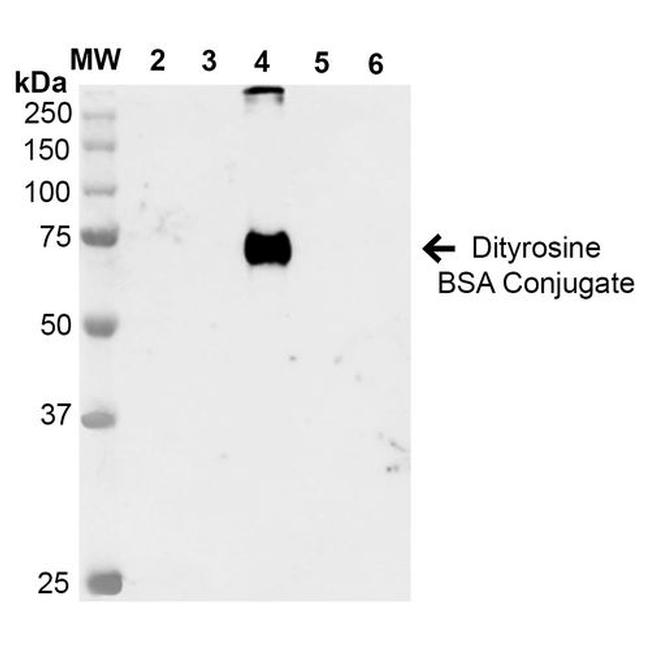 Dityrosine Antibody in Western Blot (WB)