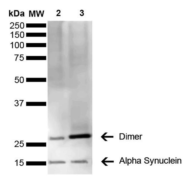 alpha Synuclein Antibody in Western Blot (WB)