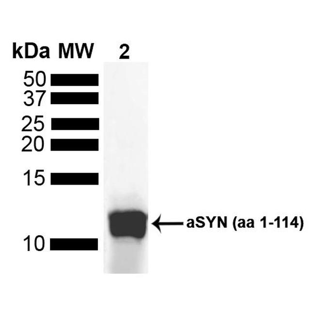 alpha Synuclein Antibody in Western Blot (WB)