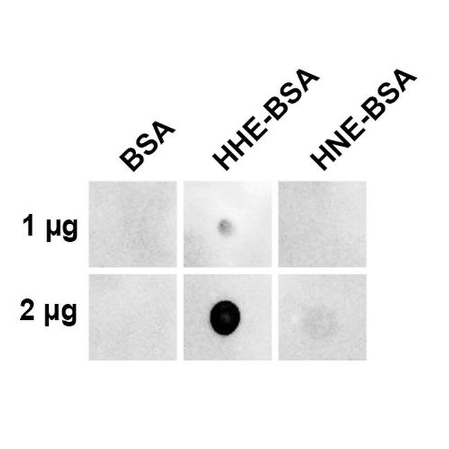 4-Hydroxy-2-hexenal Antibody in Dot Blot (DB)