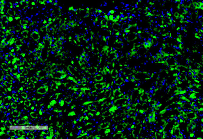 c-Fos Antibody in Immunohistochemistry (IHC)