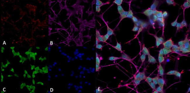 THRA/THRB Antibody in Immunocytochemistry (ICC/IF)