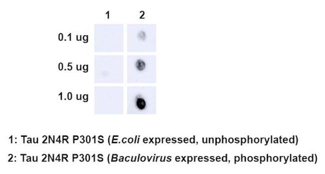 Phospho-Tau (Ser202, Thr205) Antibody in Dot Blot (DB)