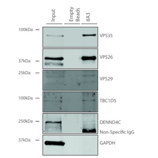 VPS35 Antibody in Immunoprecipitation (IP)