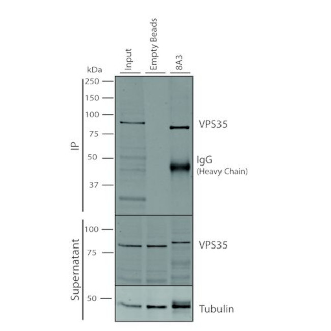VPS35 Antibody in Immunoprecipitation (IP)