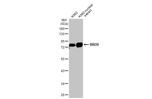 BRD9 Antibody in Western Blot (WB)