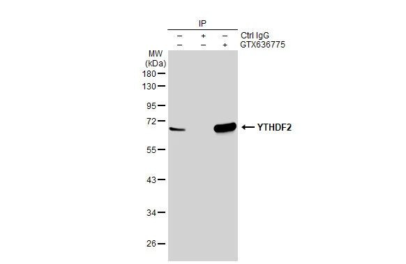 YTHDF2 Antibody in Immunoprecipitation (IP)