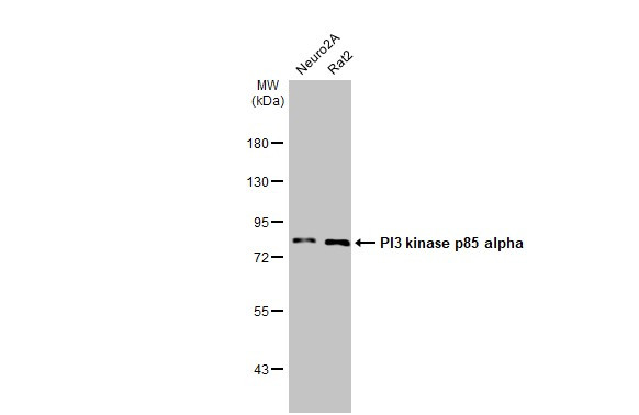 PI3K p85 alpha Antibody in Western Blot (WB)