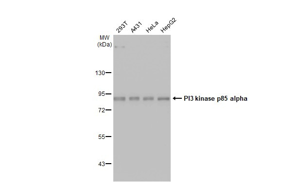 PI3K p85 alpha Antibody in Western Blot (WB)