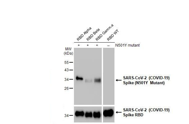 SARS-CoV-2 Spike (N501Y Mutant) Antibody in Western Blot (WB)