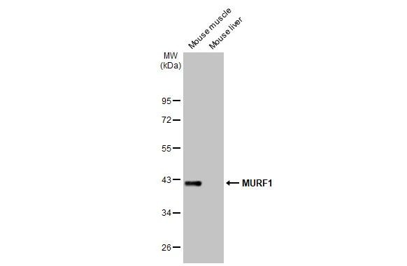 MURF1 Antibody in Western Blot (WB)