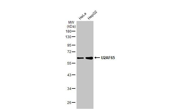 U2AF2 Antibody in Western Blot (WB)