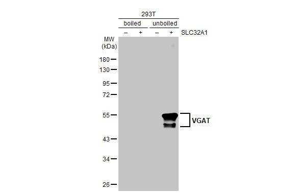 VGAT Antibody in Western Blot (WB)