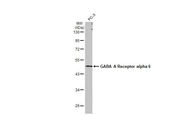 GABRA6 Antibody in Western Blot (WB)