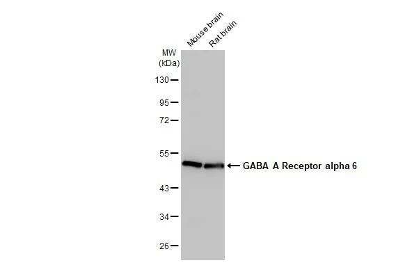 GABRA6 Antibody in Western Blot (WB)