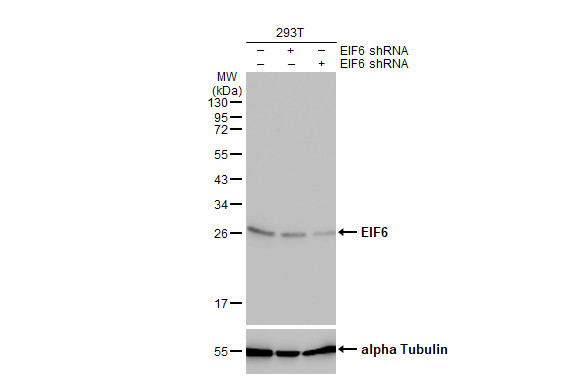 eIF6 Antibody in Western Blot (WB)