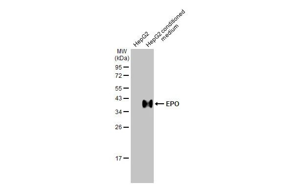 Epo Antibody in Western Blot (WB)