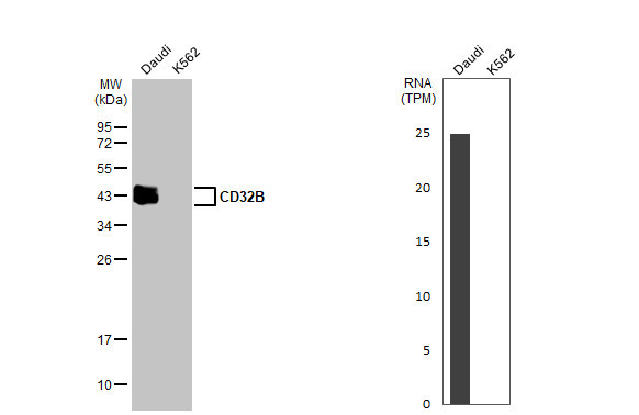 FCGR2B Antibody in Western Blot (WB)