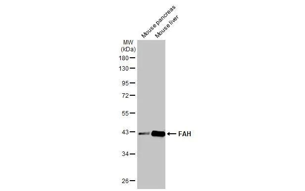 FAH Antibody in Western Blot (WB)