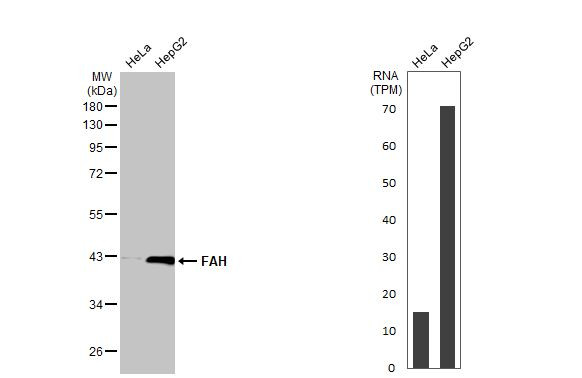 FAH Antibody in Western Blot (WB)