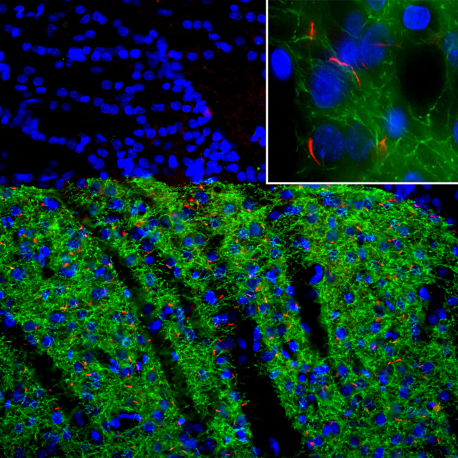 Adenylate Cyclase 3 Antibody in Immunocytochemistry (ICC/IF)