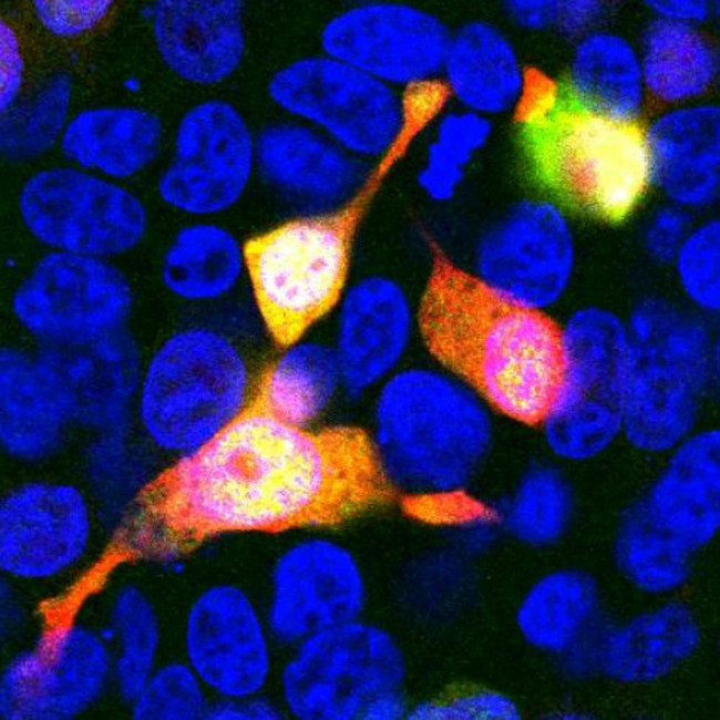 mCherry Antibody in Immunocytochemistry (ICC/IF)