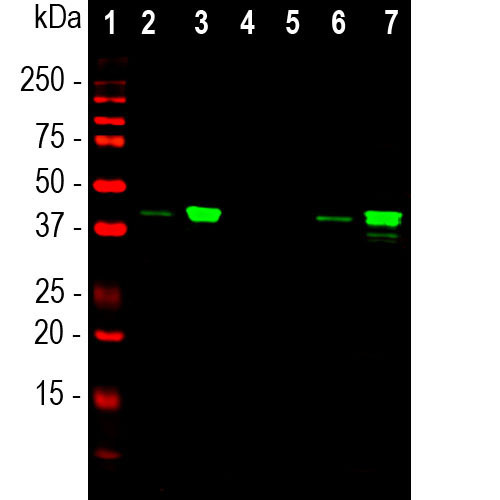 MBNL1 Antibody in Western Blot (WB)