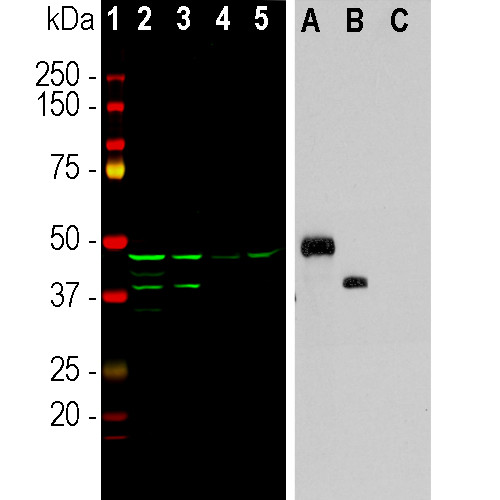 Aurora A/B Monoclonal Antibody (3H1) (MA5-47418)